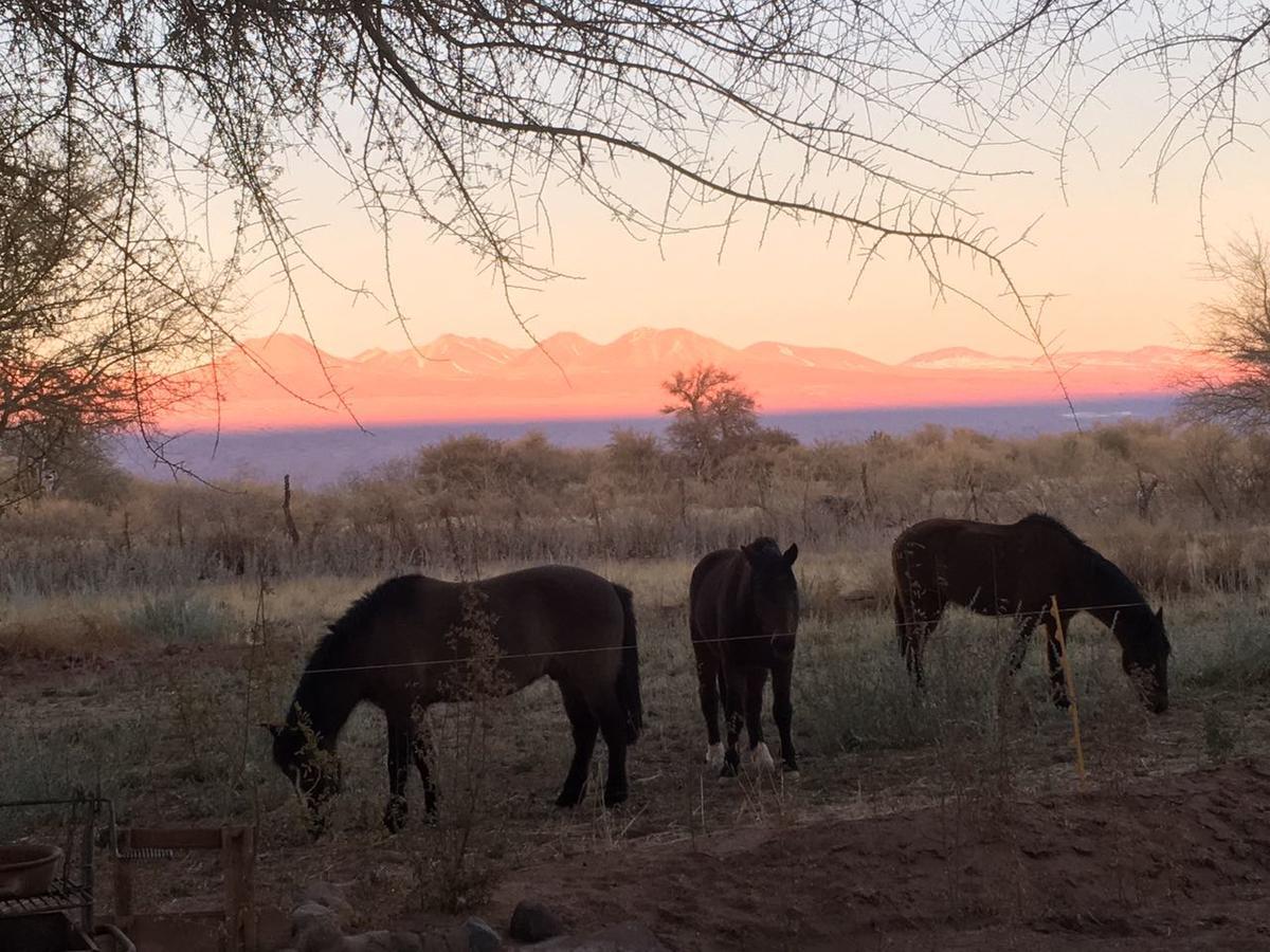 Andes Nomads Desert Camp&Lodge San Pedro de Atacama Eksteriør bilde